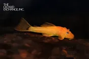 Ancistrus sp. — “Bushynose – Super Red”