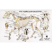 PetMassage Chart #4: Dog Joints and Ligaments