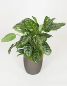 10in Aglaonema Calypso