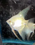 BREEDER GROUP OF BULGARIAN LILAC POINTS ANGELFISH