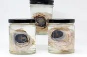 Cow Eye Wet Specimen — Rest in Pieces