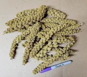 Brown's Traditional French Millet 05 lbs