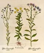 Aester Atticus, Conyzamedia: Besler 1713