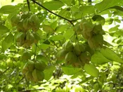 American Bladdernut (Staphylea trifolia)