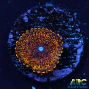 ARC CopperHead