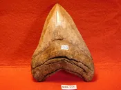 4 3/4″ Megalodon Tooth / Shark Tooth / Fossil