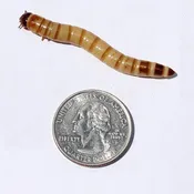Superworms BULK