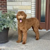 Available Adult Moyen Poodle – Cameo