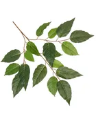 Alder Spray 26"