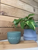 EUFORA Aloetherapy Body Butter — Aspen Salon