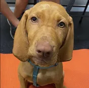 First Grade Class 🐕  10/10/26 Saturdays @11am — Ohana Pet