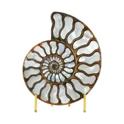 Starborn Ammonite with Mother of Pearl Inlay Display Stone - 1 Piece