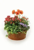 Europen Garden Basket With Gerbera