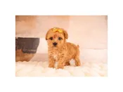 Maltipoo – 15217