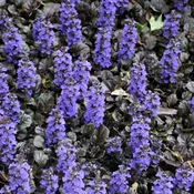 Ajuga Black Scallop 3.25″