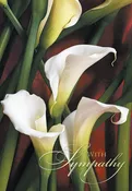 A Calla Comfort