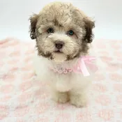 Havanese (F)- 31371