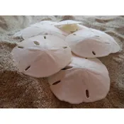 10 Medium Sand Dollars — Candy's Cottage
