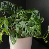 Potted Swiss Cheese Plant