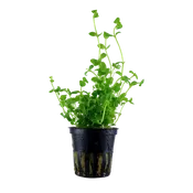 Bacopa australis - Tropica