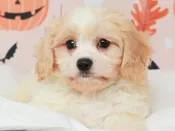 Cavachon – 49680