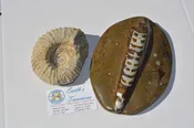 Ammonite (Limestone) Orthoceras (Brown and White) Morocco  Set of 2  A-79 (-1,-2)