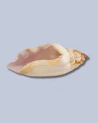 Soft Ivory Flameworked Glass Seashell — Expressive Glass