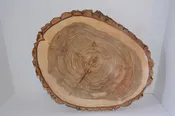 Balm of Gilead Wood Slice with Bark 16" to 18 1/2" x 1 1/2" to 2" Thick
