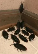 12 Fake Cockroaches Realistic Rubber Roach Gag Joke Prank