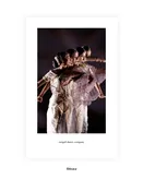 Shivaya (2010) - Print — Rangoli Dance Company