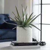 Aloe Centerpiece