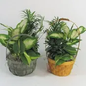 6" Dish Garden
