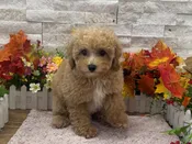 Poodle Mini – 9206