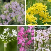 A Big Mix of Little Alliums