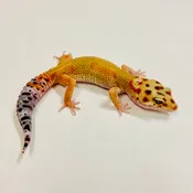 Citrine Leopard Gecko Female 2025-026