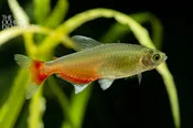 Aphyocharax rathbuni — “Green Fire Tetra”