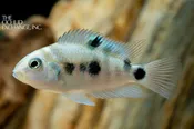 Amatitlania sp. — “Honduran Red Point Danli”