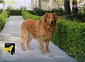 2017 GRRSN Calendar