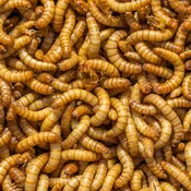 1000 Meal Worms