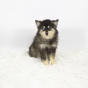 Pomsky