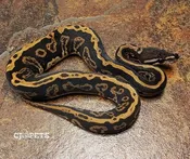 Black Pastel Confusion 100% Het Clown