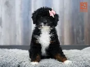 Mini Bernedoodle 2nd Gen