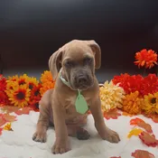 Cane Coso