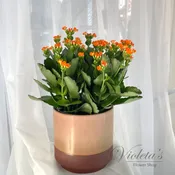 Kalanchoe Plant