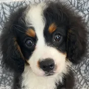 Bernedoodle Puppy for Sale