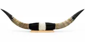 Authentic USA Made Mounted Steer Horns (34" Span)