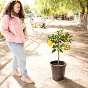 Meyer Lemon Tree For Sale–Southern Cali Delivery- 5 Gallon