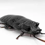 Breeding Black Tiger Roaches