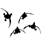 4 Ducks Comin' at Ya Trailer Decal - 5010 T-24