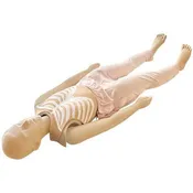 12-Lead ECG Electrode Placement Trainer